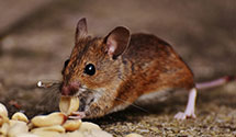 24 Hour & Emergency Exterminators in Domingo, NM